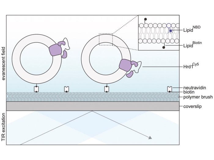 Schematic of Hrd1 proteoliposome immobilization