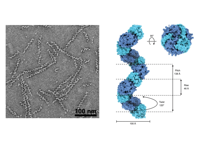 Structure of the filamentous protein cyclodipeptide oxidase AlbAB