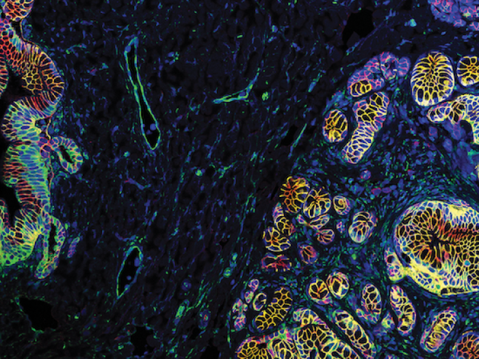 A scientific diagram of immunofluoresence