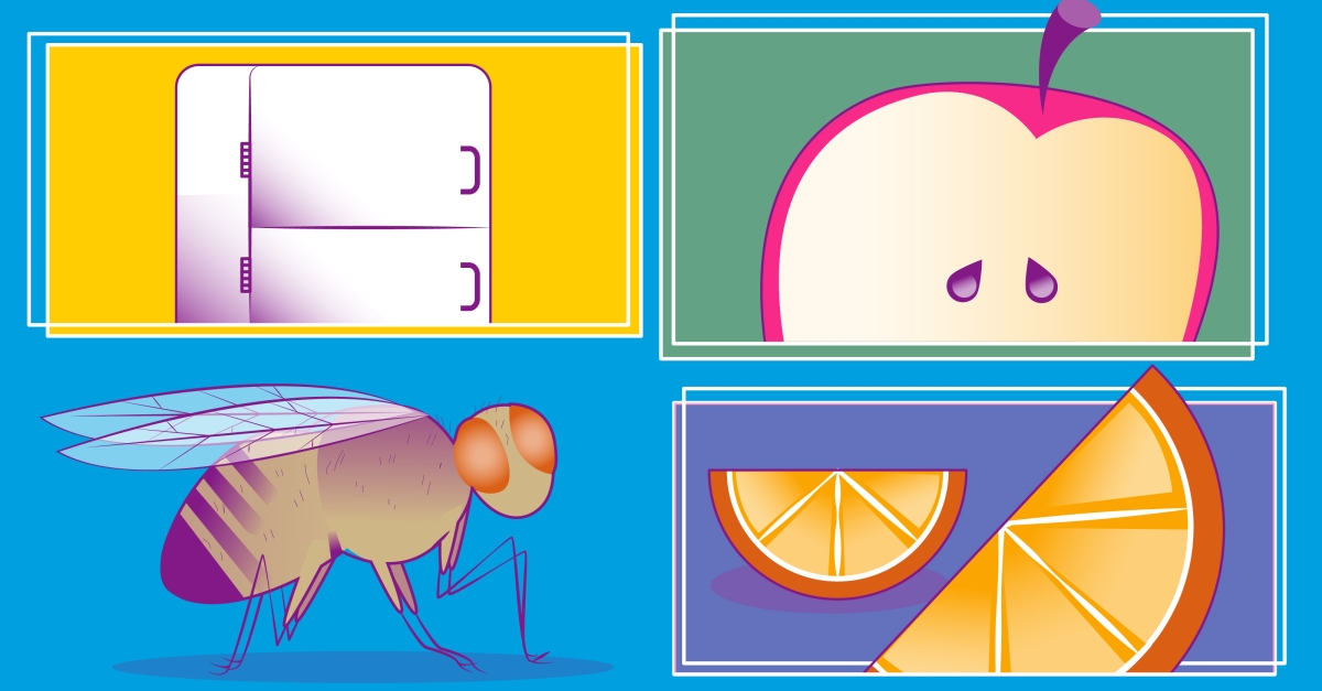 The feeling of hunger itself may slow aging in flies University of