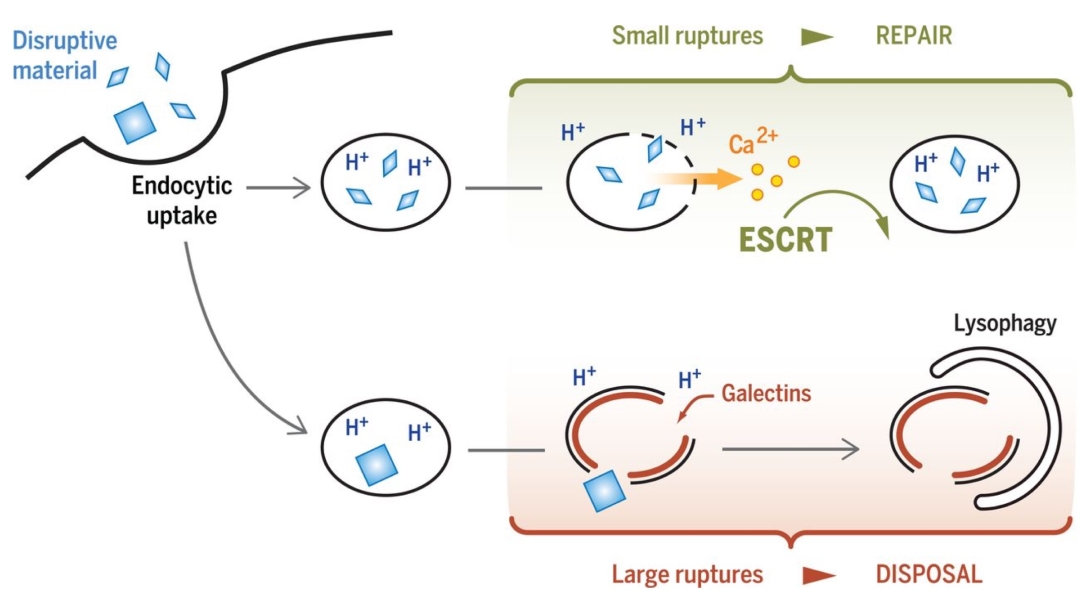 ESCRT processing