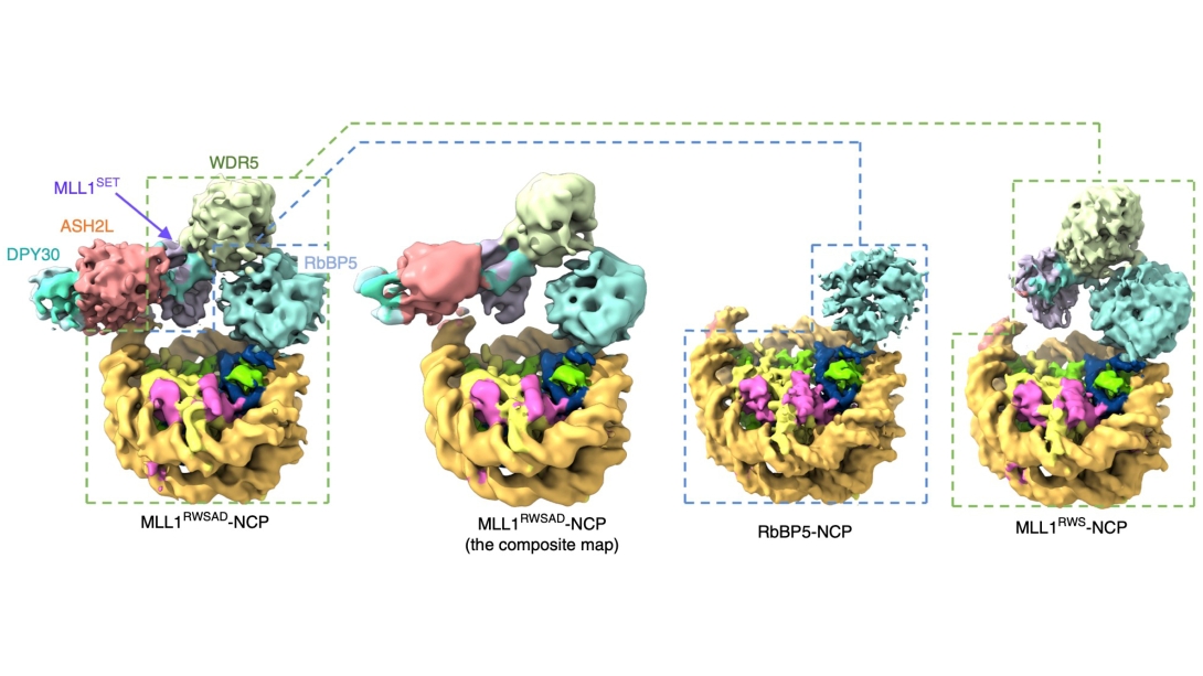 diagram of mRNA 