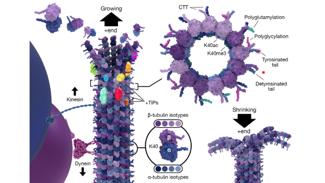 informational image of cell structure diagram 