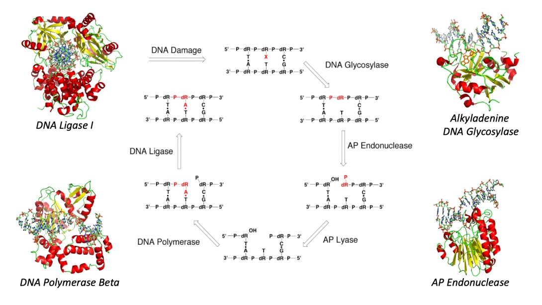 informational image of cell structure ligase diagrams 