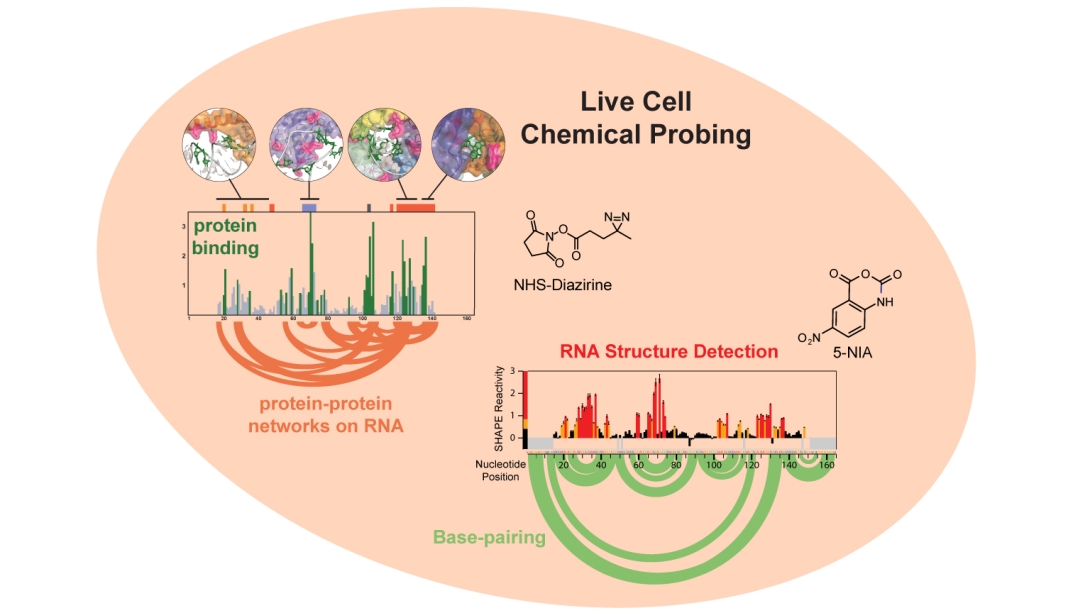 informational image of live cell chemical probing 